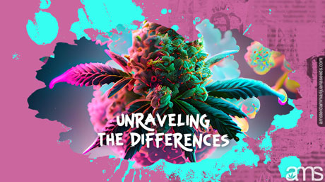 a cannabis sativa bud covered