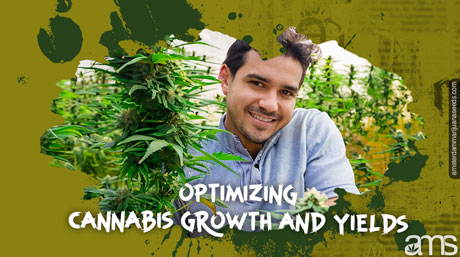Optimierung des Cannabiswachstums und der Erträge