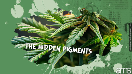 pigments verts de feuille de cannabis