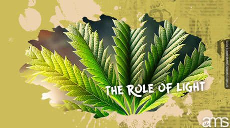 photosynthèse et cannabis