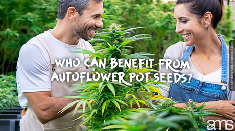 autoflower pott frön guide amsterdam marijuana
