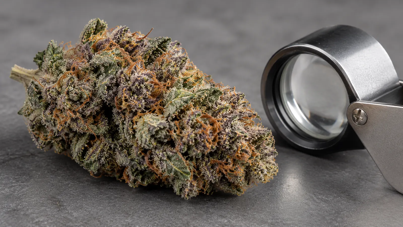 En trimmet cannabisblomst med synlige trichomer ved siden af en juvelerlup.