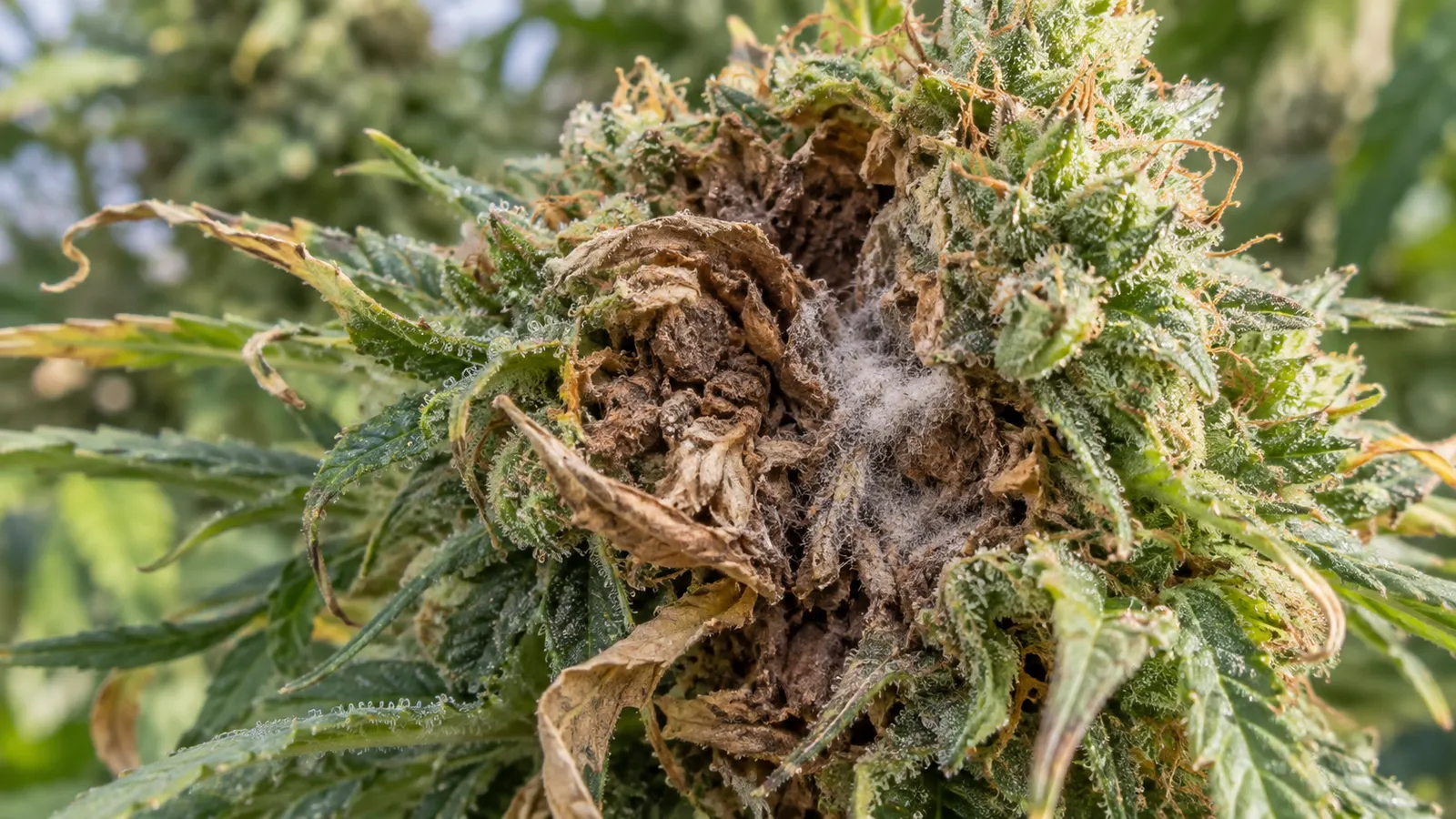 En cannabisblomma visar ett brunt ruttnande centrum och lokalt grått, luddigt mögel.