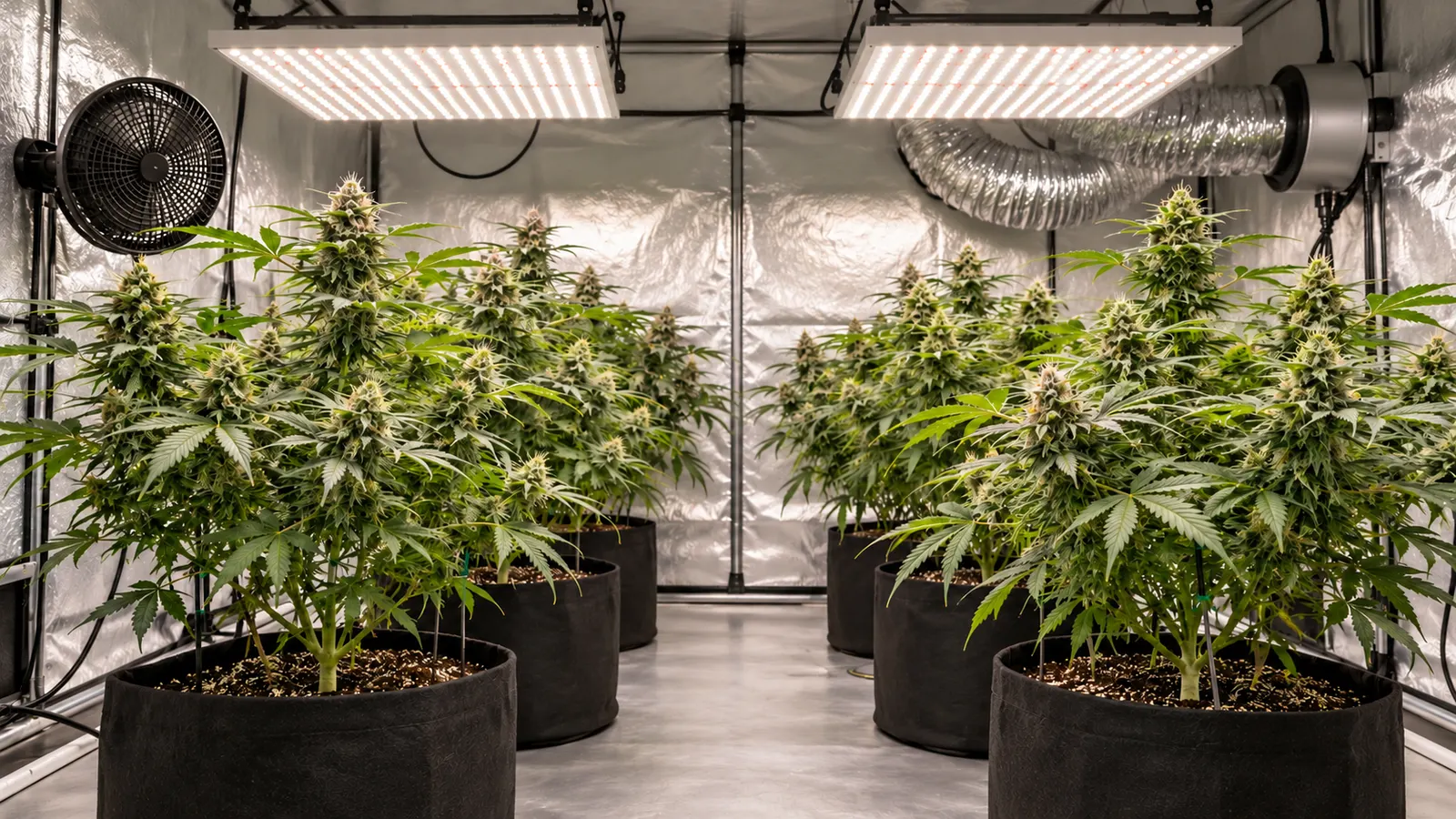 Des plants de cannabis poussent dans des pots en tissu sous des lumières LED blanches dans une pièce ventilée.