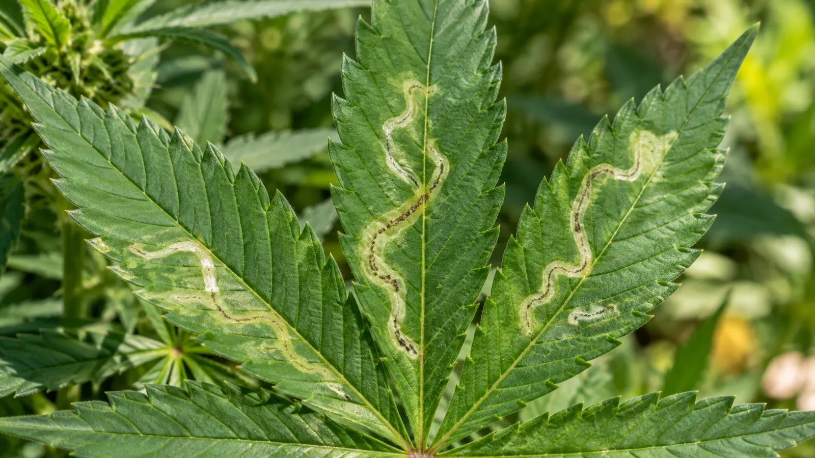 Lyse, bugtede gange efter bladminerere krydser et grønt cannabisblad.