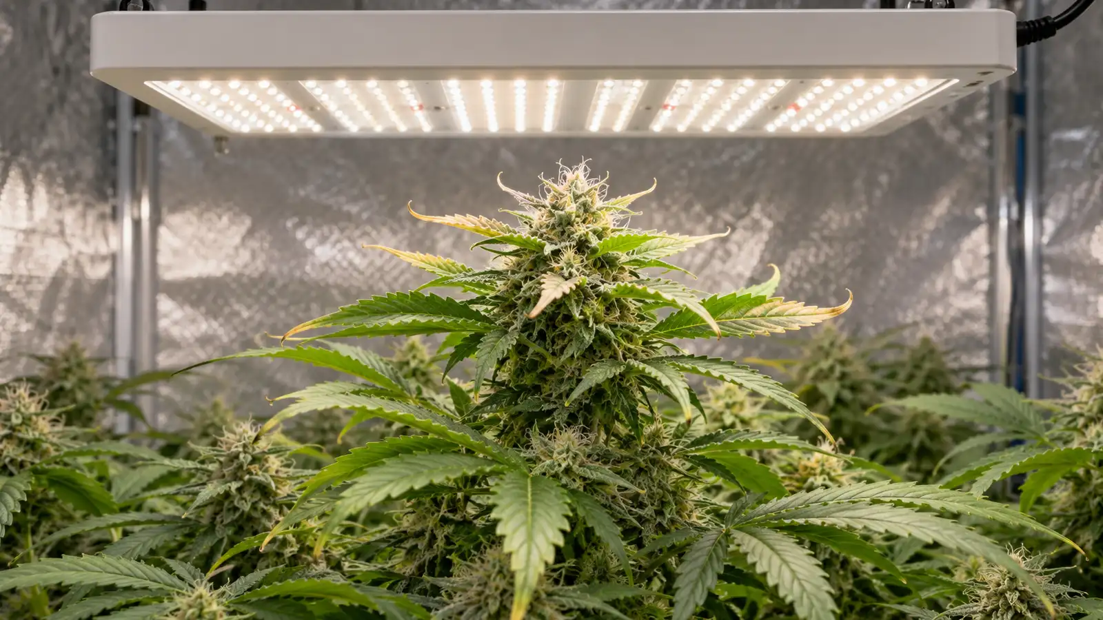 Pale upper leaves and curled edges are visible on a cannabis plant beneath an indoor grow light.