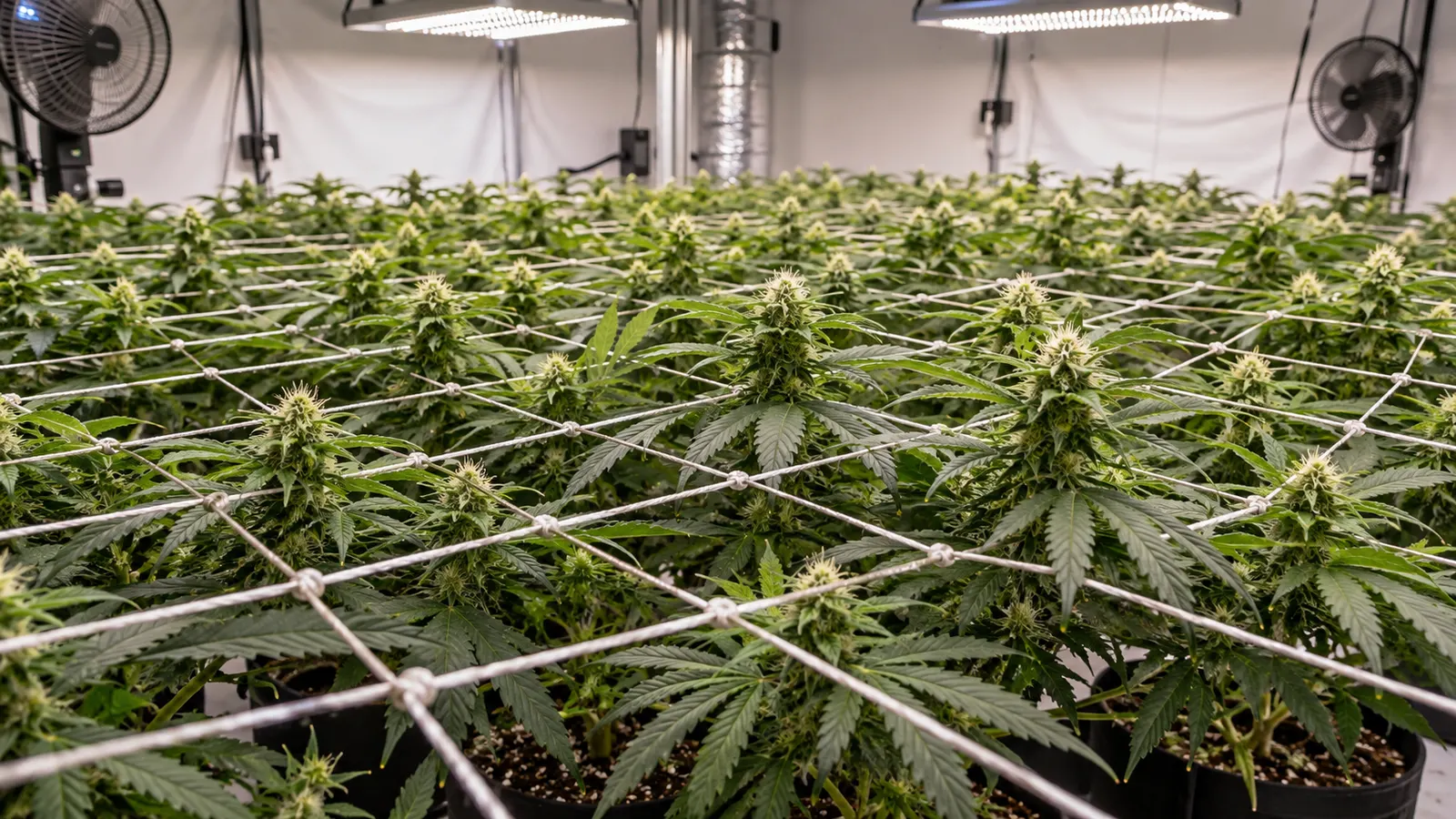 Des pousses de cannabis s'élèvent à travers un treillis à mailles carrées au-dessus d'une canopée verte uniforme.