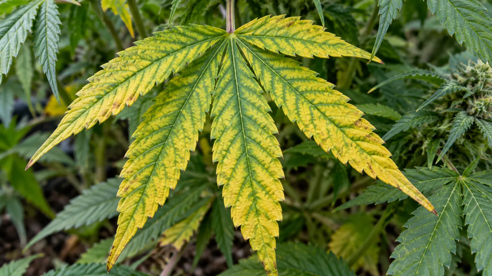 Ett äldre cannabisblad visar gul vävnad mellan gröna nerver.