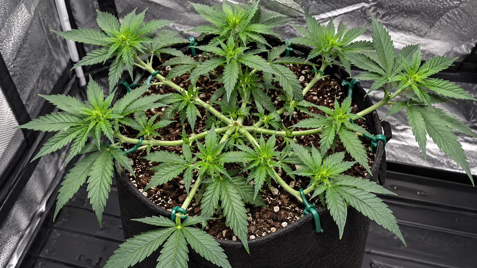 Bløde havebånd spreder grenene på en cannabisplante i potte til en åben krone.