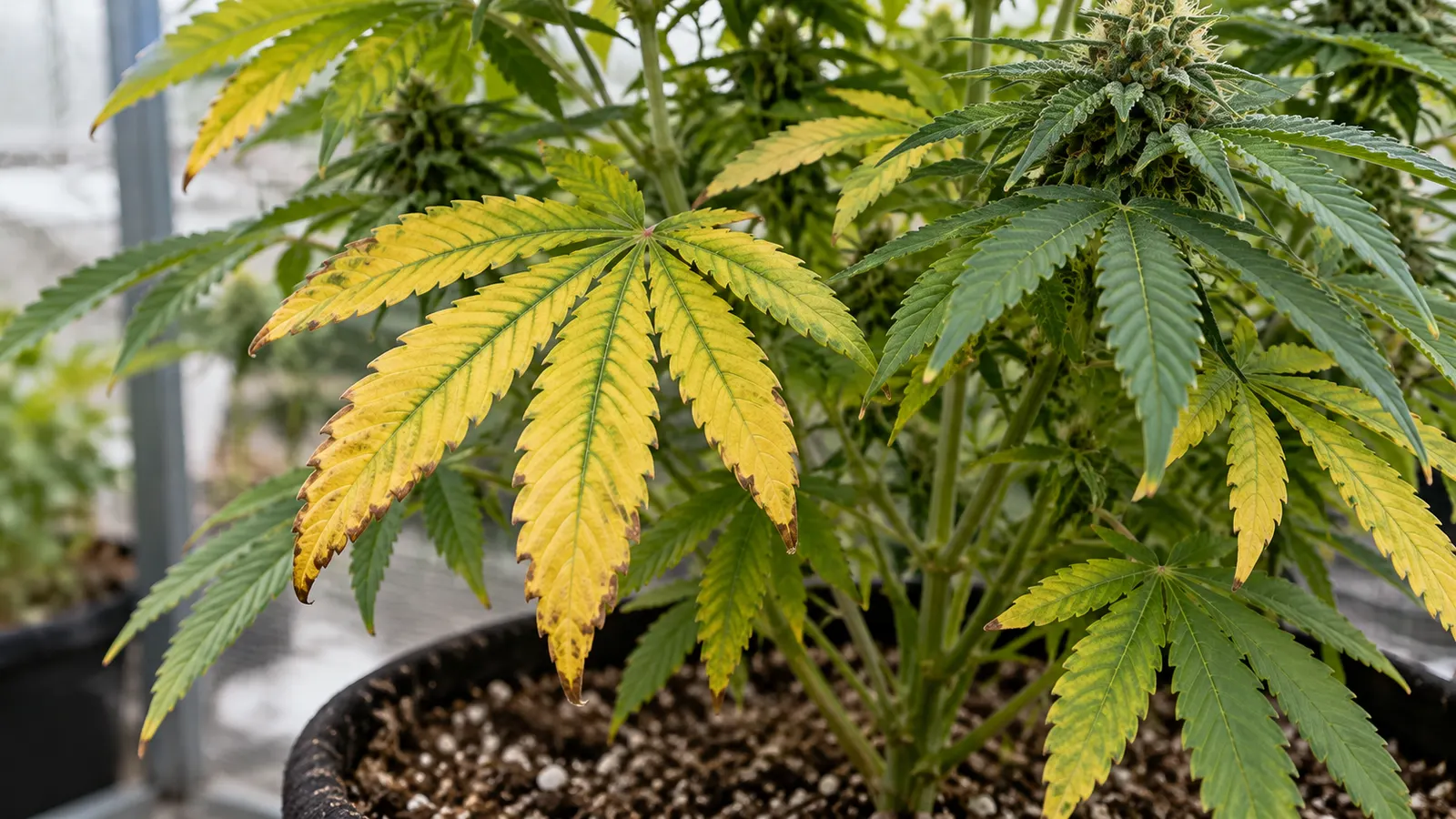 Eine Cannabis-Topfpflanze zeigt vergilbende Fächerblätter mit grünen Blattadern und braunen Spitzen.