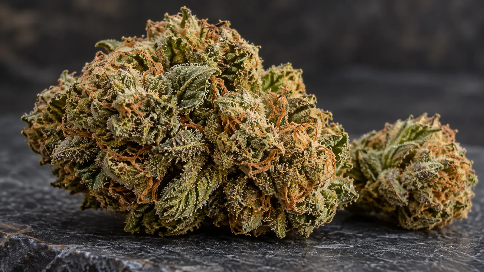 Tætte, olivengrønne cannabistoppe viser orange pistiller og krystallinske trichomer.