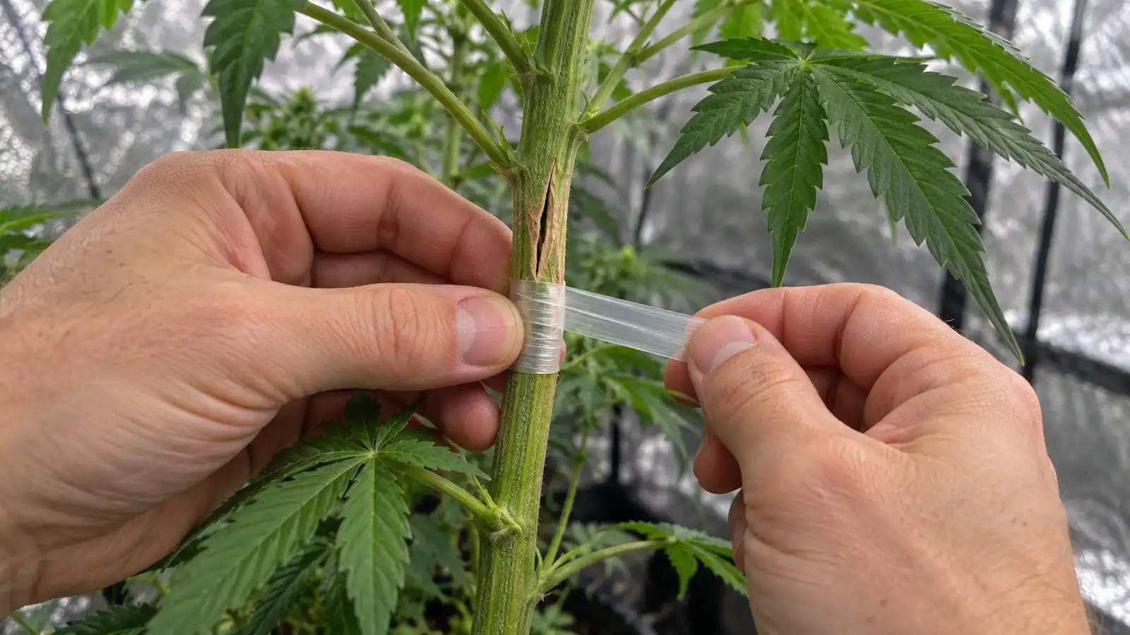 Hands wrapping a split cannabis stem with plant tape and a wooden splint inside a grow tent