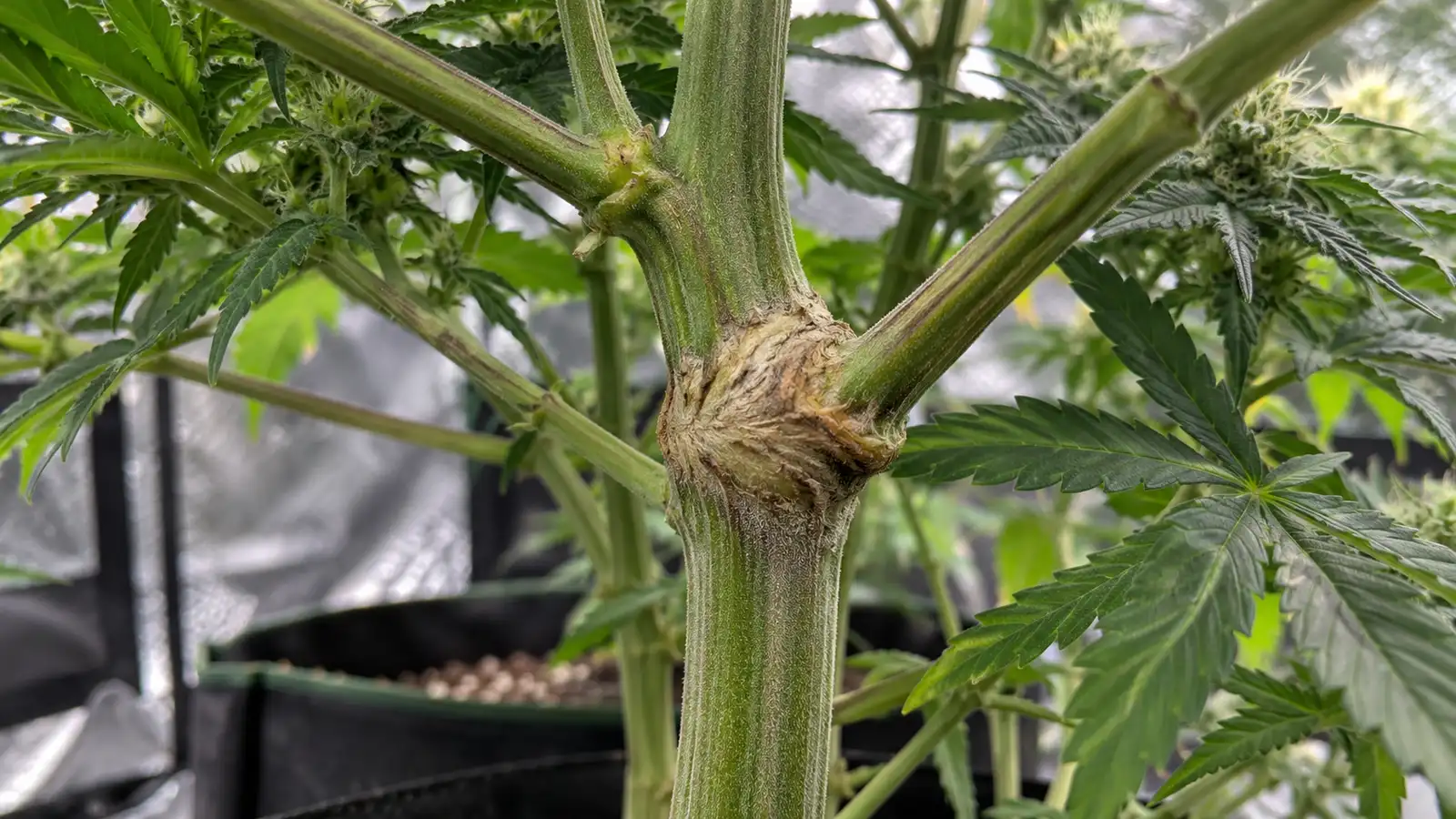 Healed cannabis stem showing the thick knuckle that forms where a break has grown back together