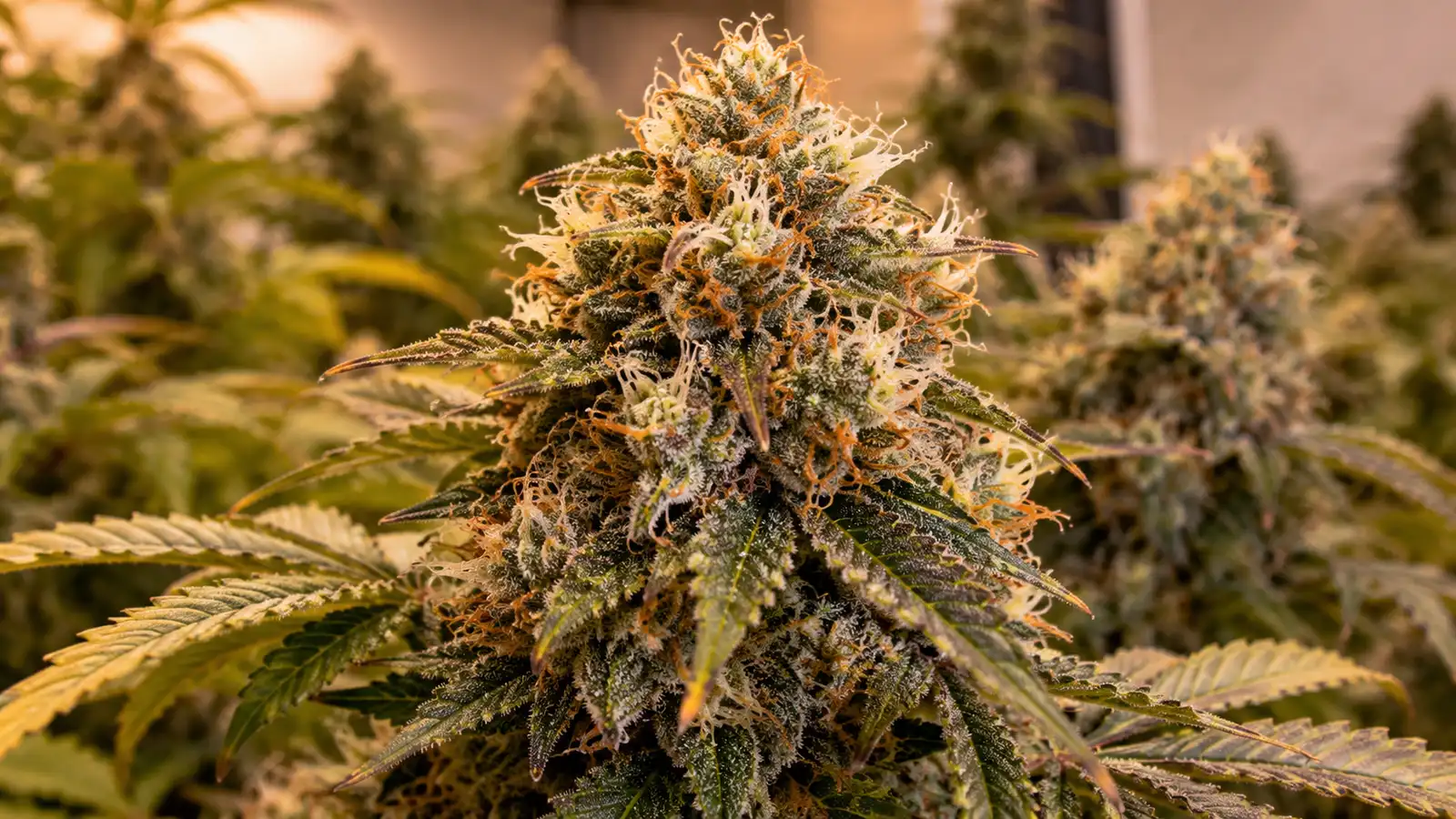 Dense seedless sinsemilla cannabis bud with white and orange pistils shortly before harvest