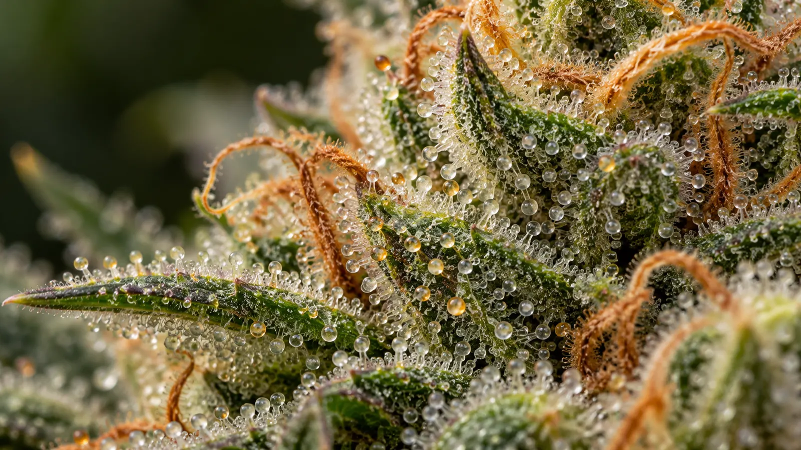 Tiny translucent trichomes and orange pistils cover the surface of a cannabis flower.